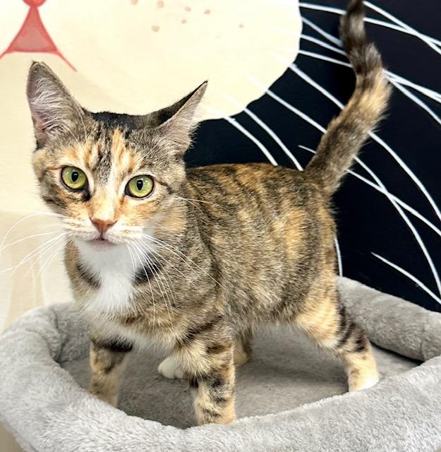 adoptable Cat in Thousand Oaks, CA named Sundae