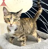 adoptable Cat in  named Sundae