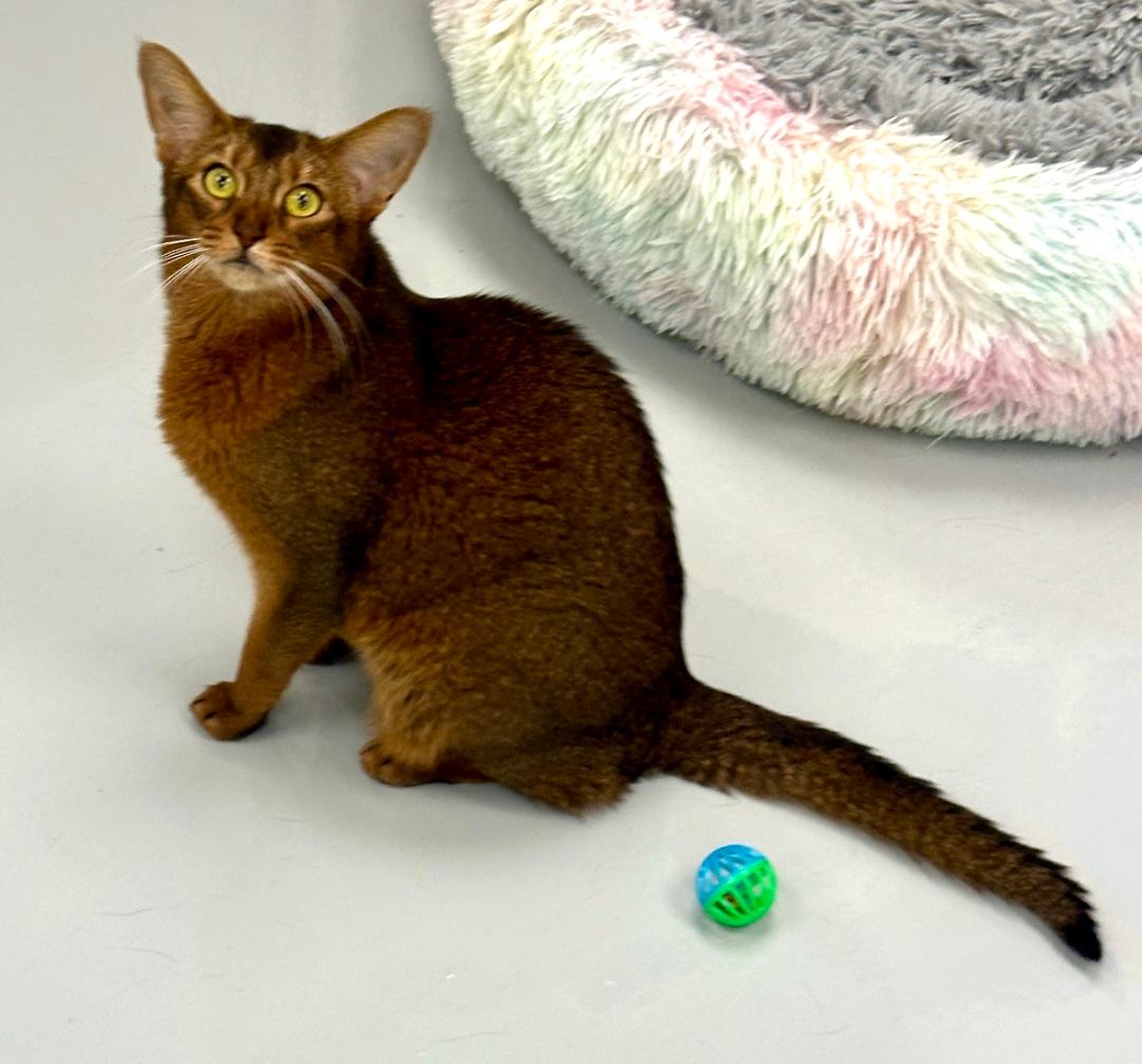 adoptable Cat in Thousand Oaks, CA named Sparkly