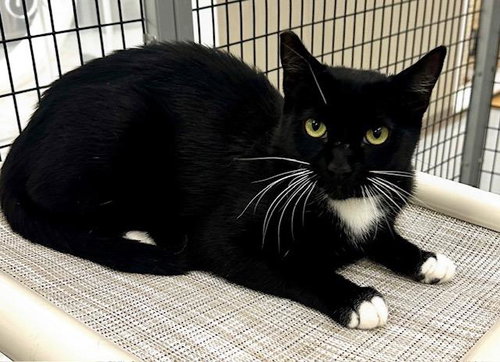 picture of the cat needing adoption