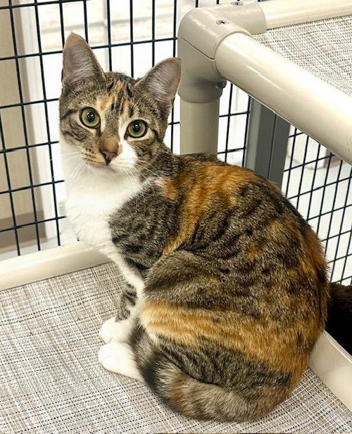 picture of the cat needing adoption