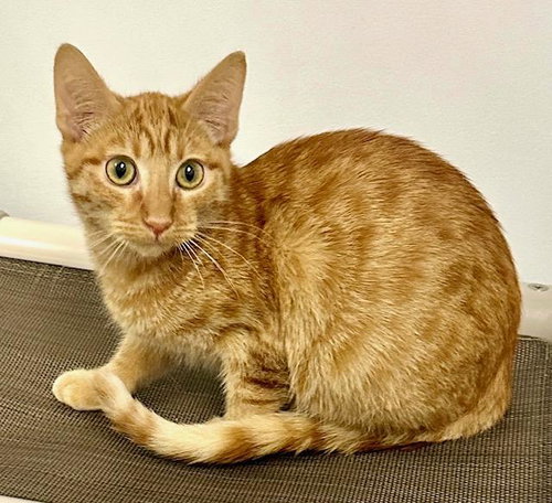 picture of the cat needing adoption