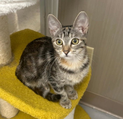 picture of the cat needing adoption