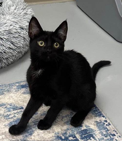 picture of the cat needing adoption