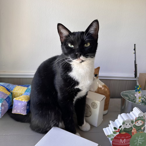 picture of the cat needing adoption