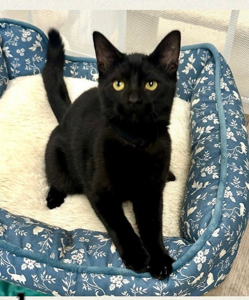 picture of the cat needing adoption
