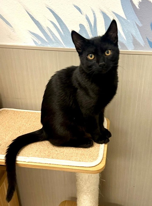 picture of the cat needing adoption
