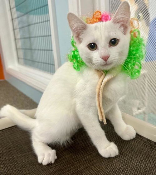 picture of the cat needing adoption