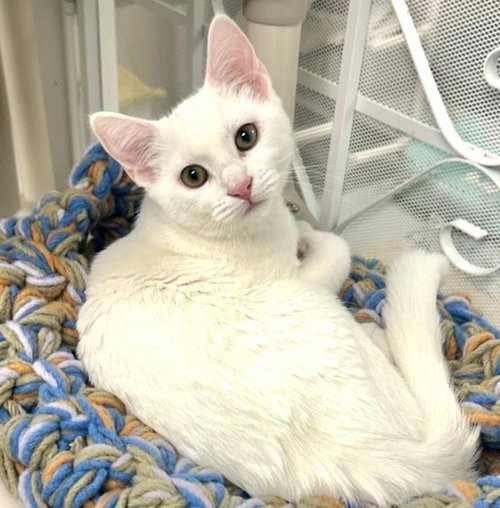 picture of the cat needing adoption