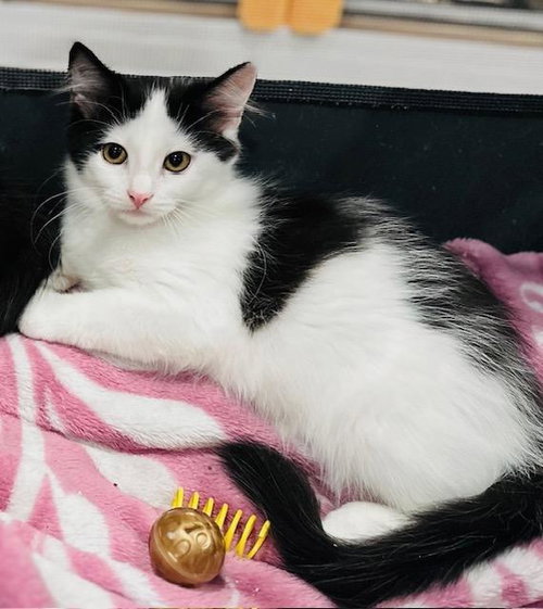 picture of the cat needing adoption