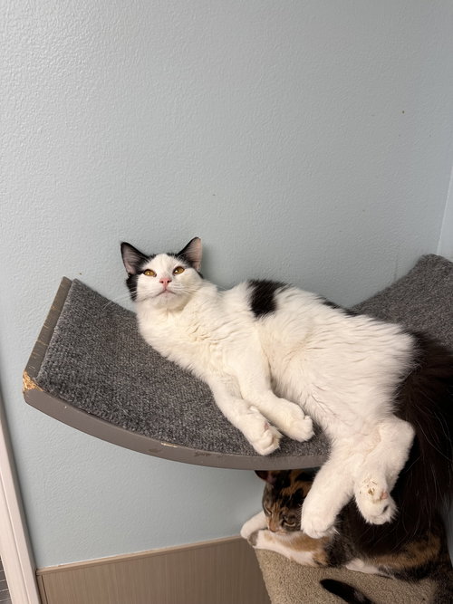 picture of the cat needing adoption
