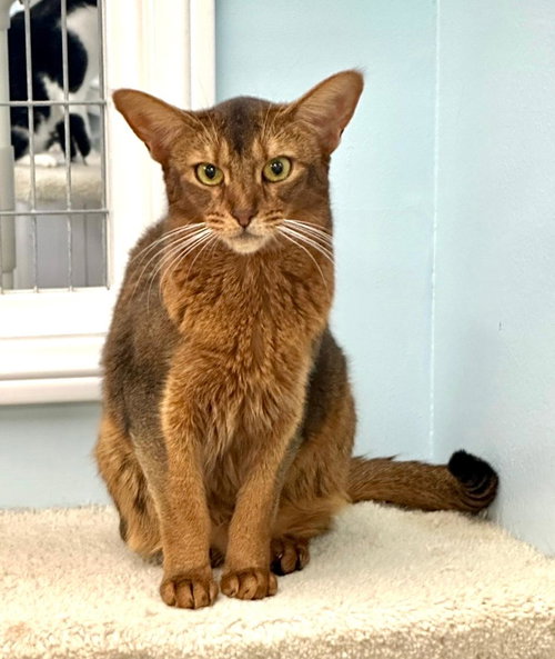 picture of the cat needing adoption