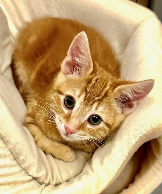 Marmalade