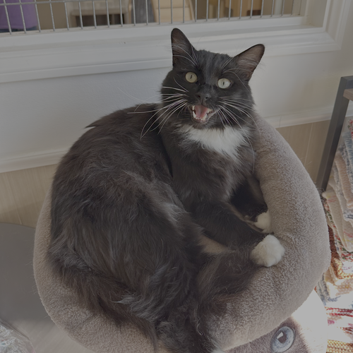 picture of the cat needing adoption