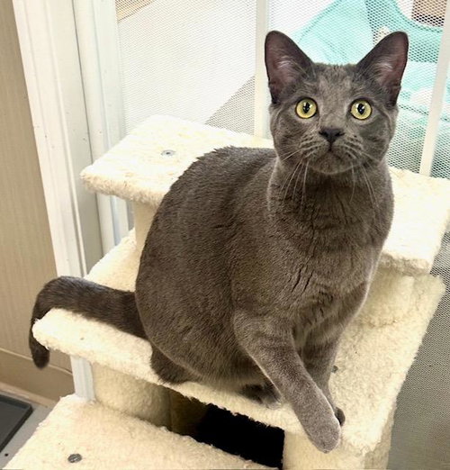 picture of the cat needing adoption
