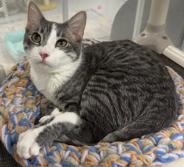 Fig - Tabby