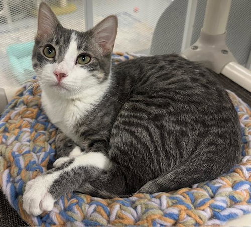 picture of the cat needing adoption