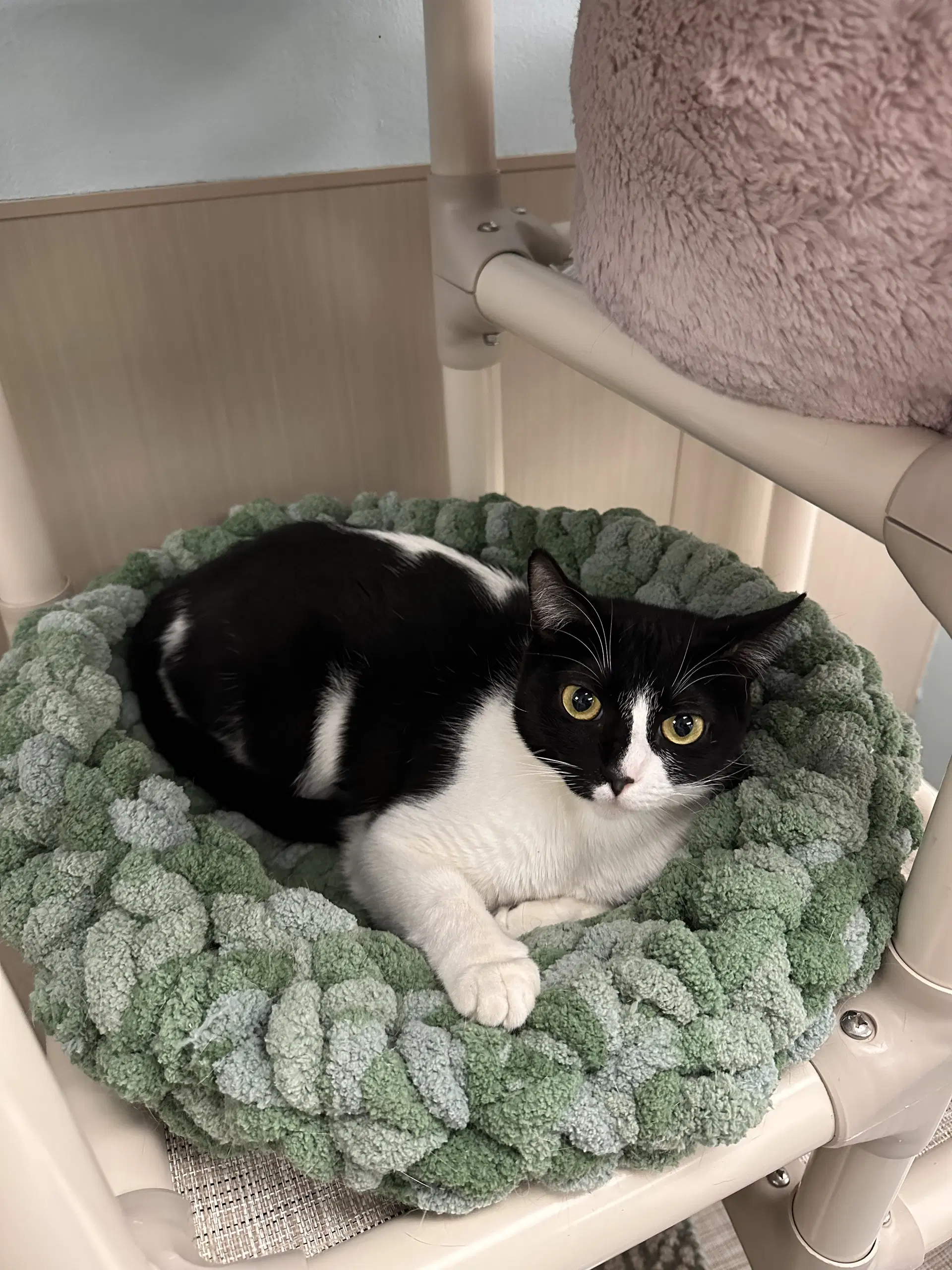 Oreo - Domestic Short Hair