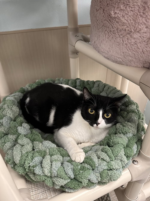 Oreo, Adult Domestic Short Hair (short coat), cat for adoption in Culver City, California
