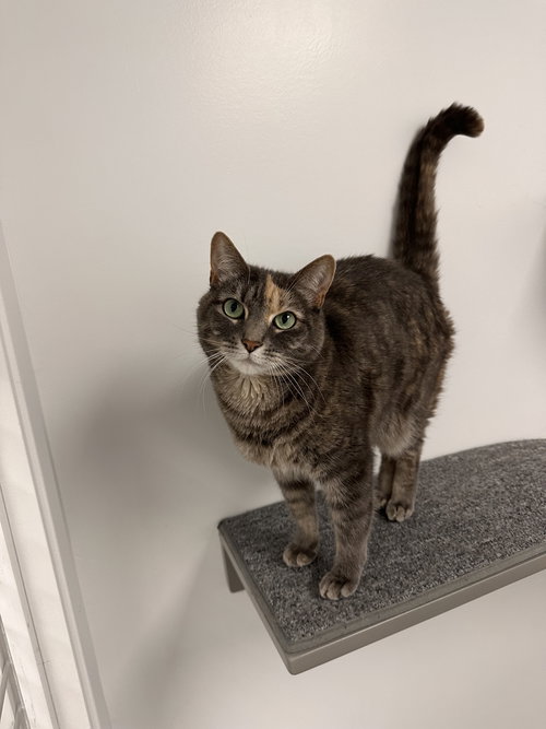 picture of the cat needing adoption