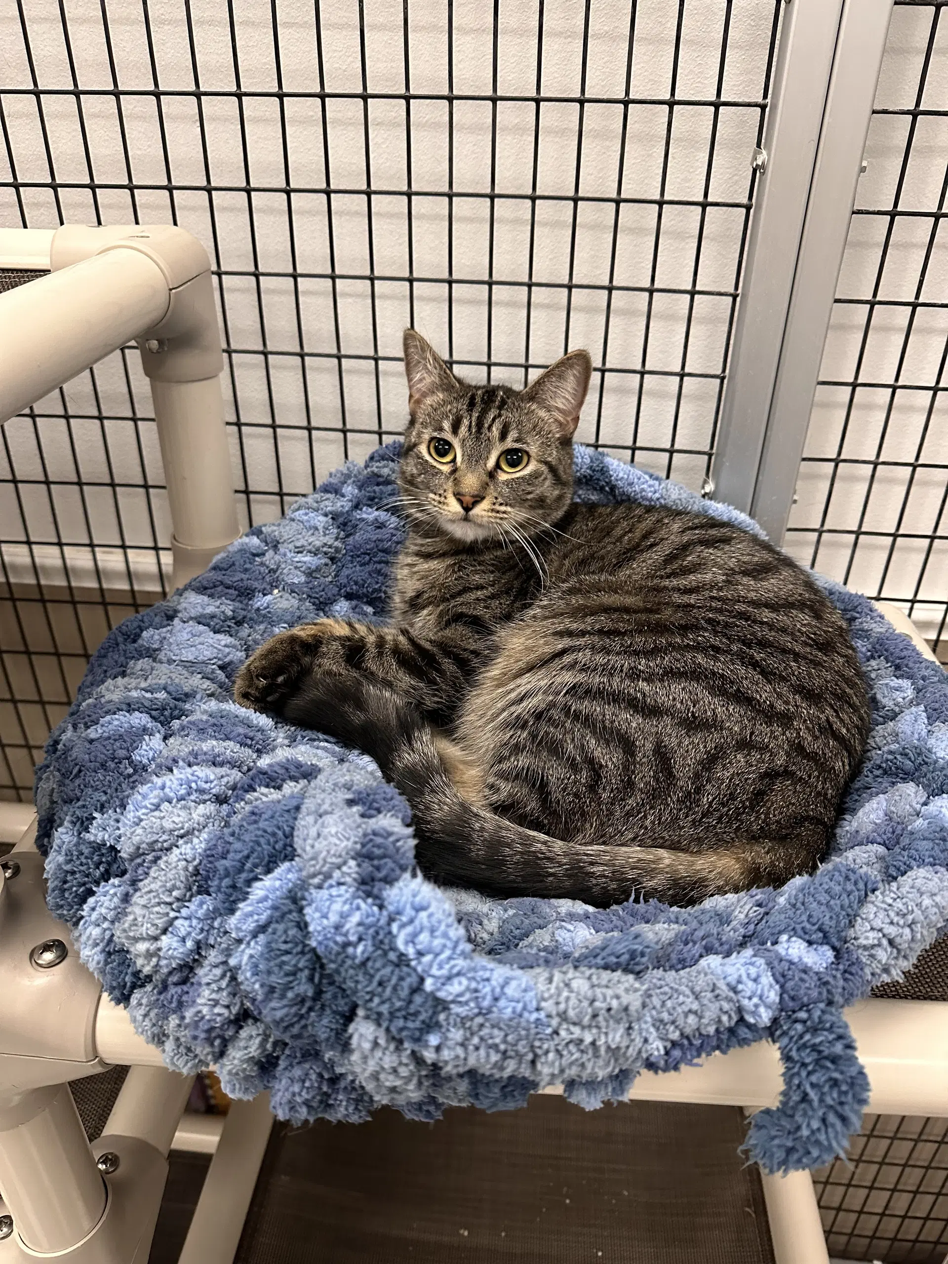Boo - Domestic Short Hair