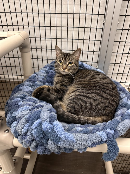 Boo, an adoptable Domestic Short Hair in Westlake Village, CA