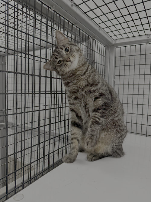 Boo, an adoptable Domestic Short Hair in Westlake Village, CA