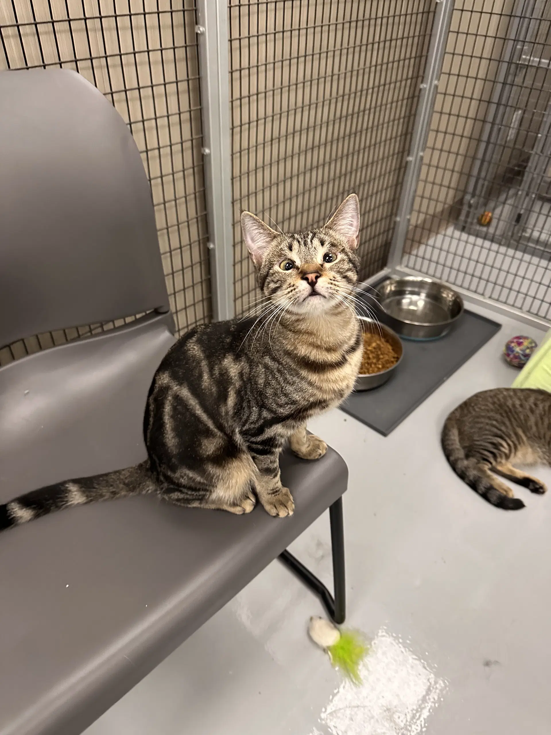 Penny - Domestic Short Hair