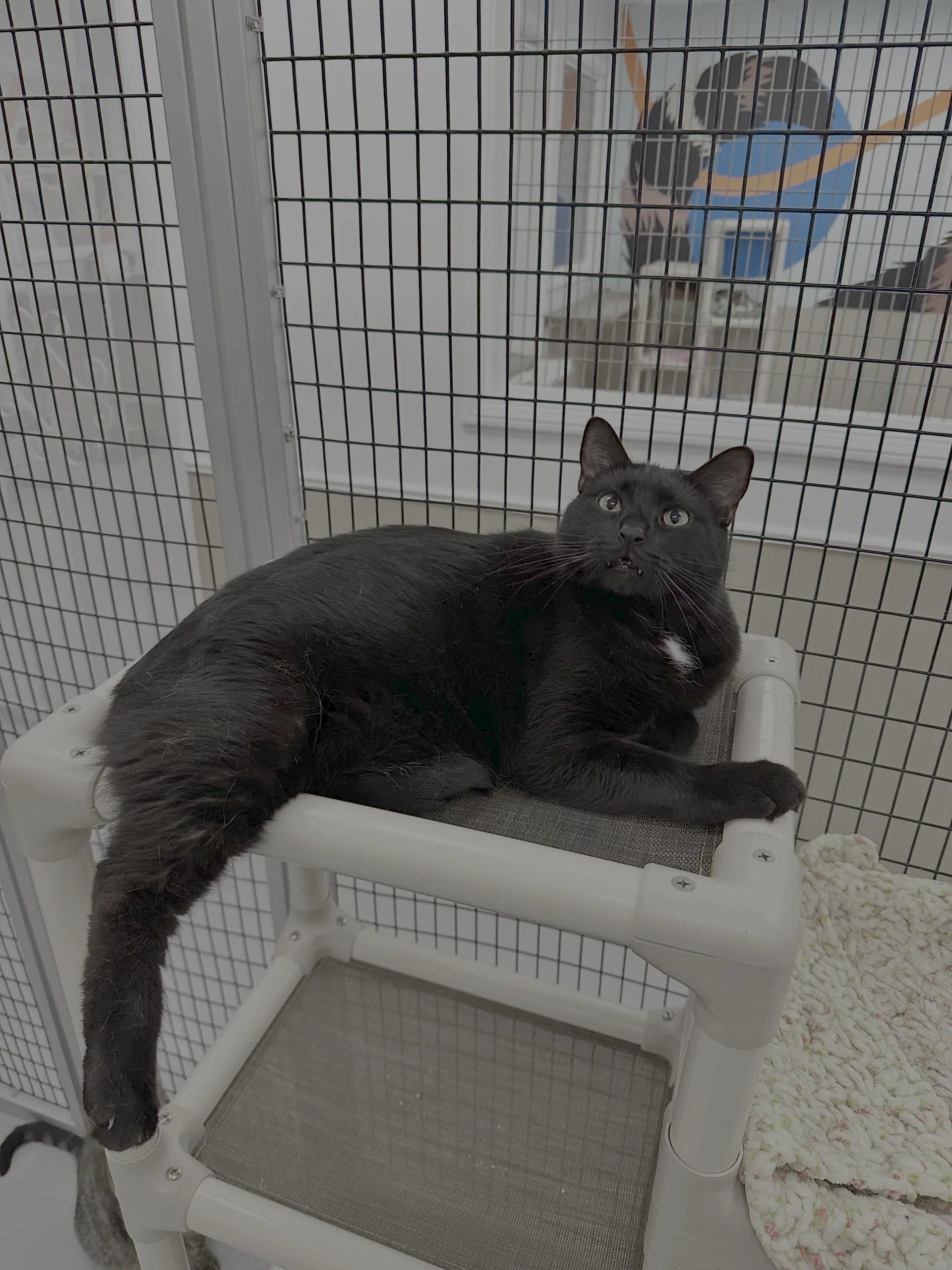 Coal  Carbon - Domestic Short Hair