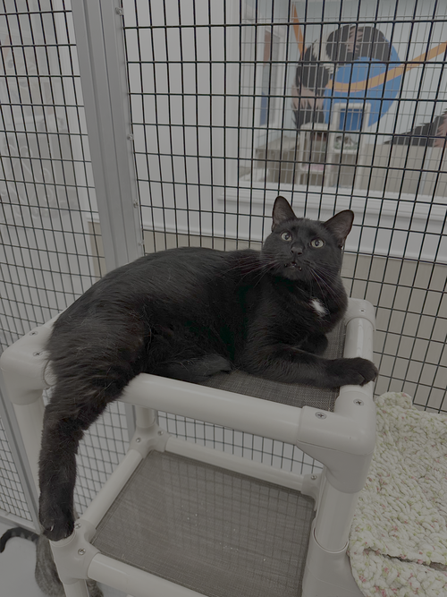 Coal & Carbon, an adoptable Domestic Short Hair in Westlake Village, CA