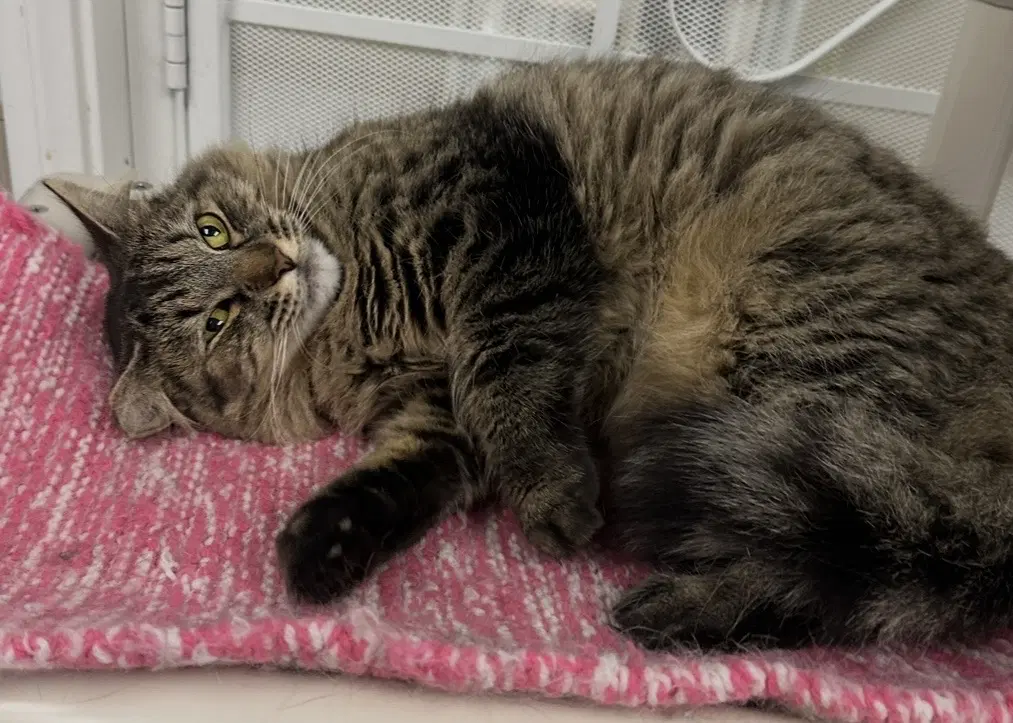 Ruthie - tabby mix
