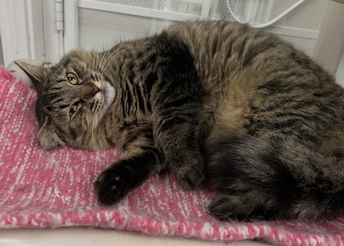 Ruthie, an adoptable Domestic Long Hair in Westlake Village, CA