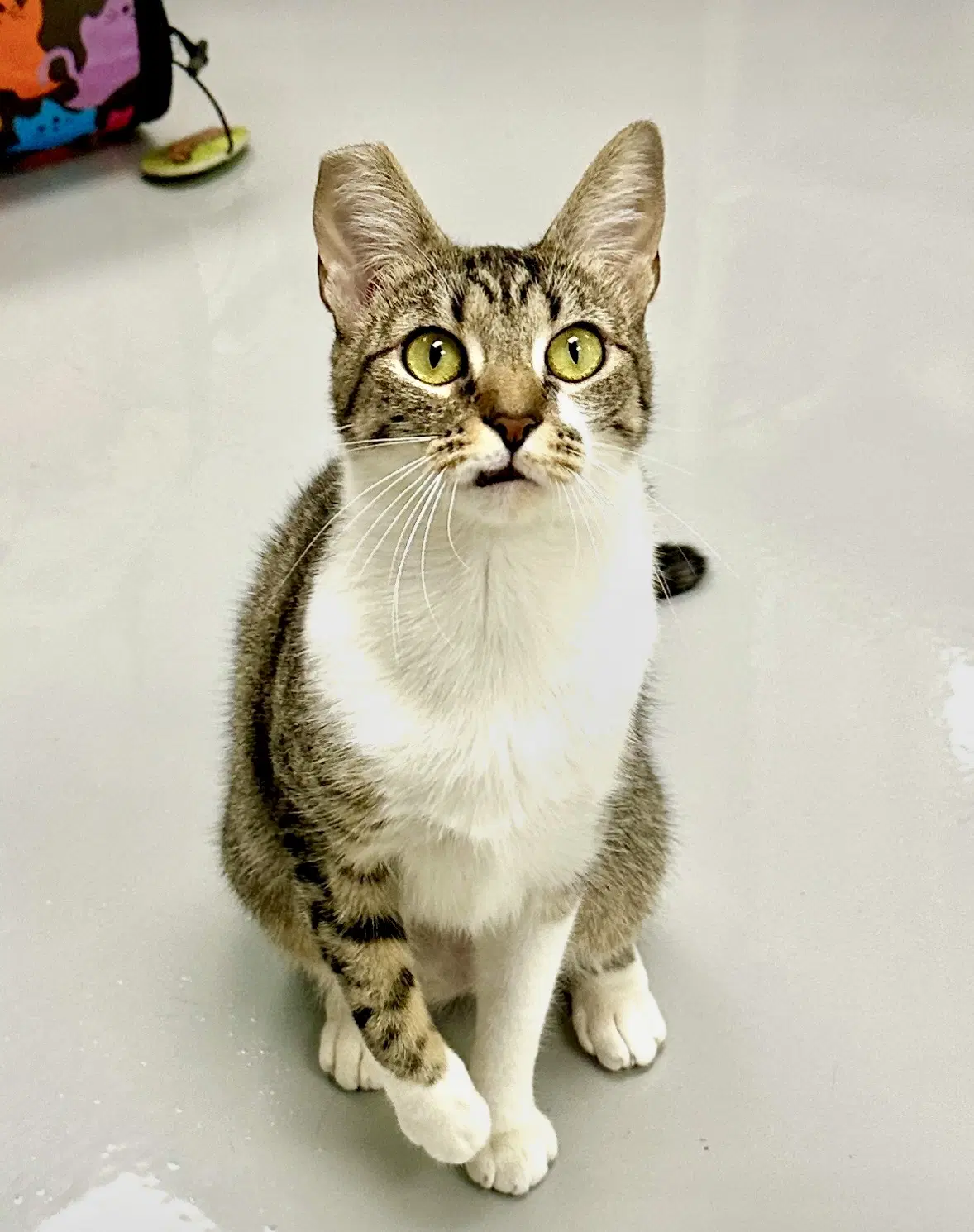 Gigi - Domestic Short Hair