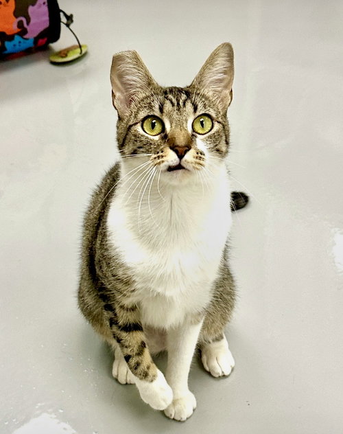 Gigi, an adoptable Domestic Short Hair in Westlake Village, CA