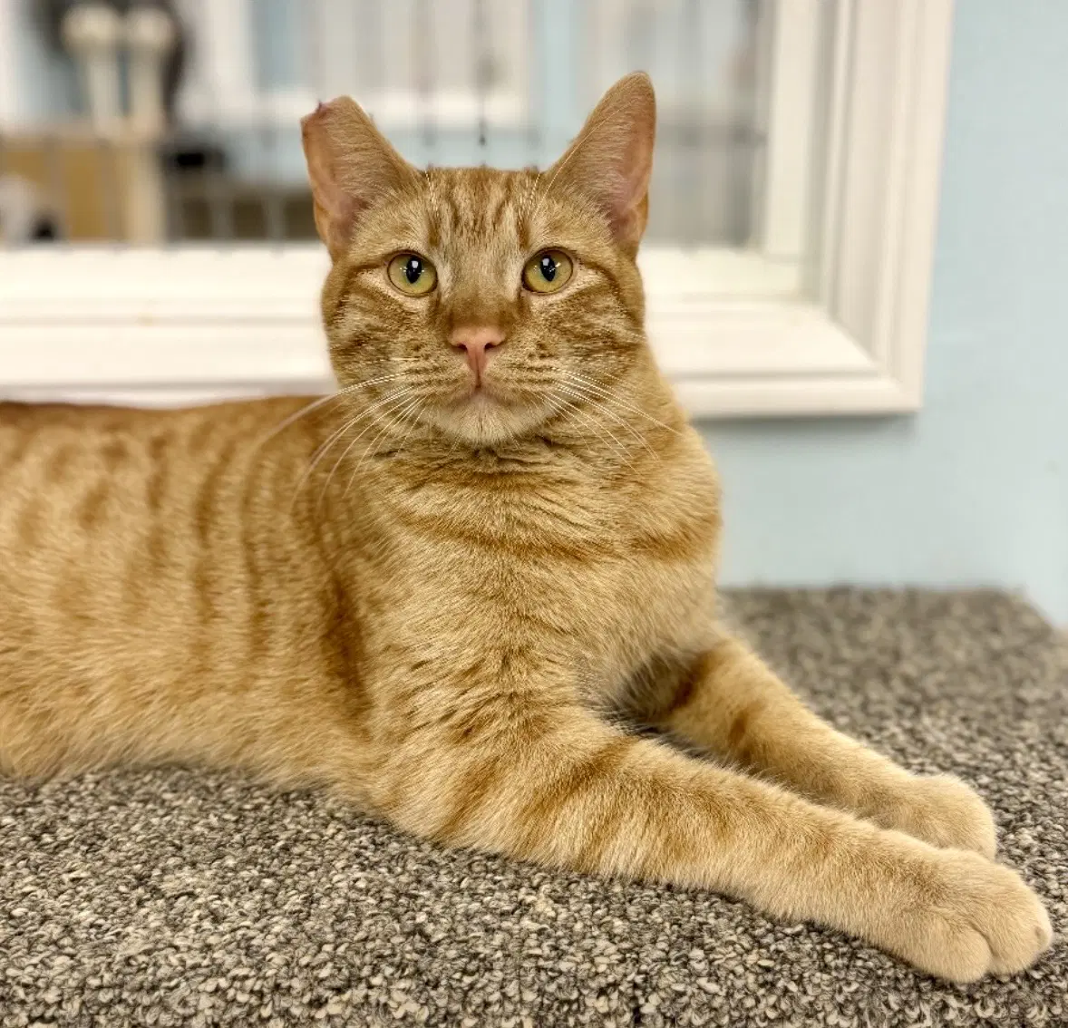 O'riley - Domestic Short Hair