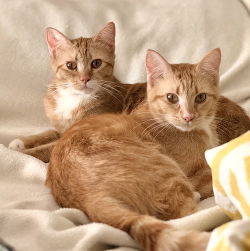 Roux and Red, an adoptable Domestic Short Hair in Westlake Village, CA