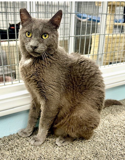 Buddy, an adoptable Russian Blue in Westlake Village, CA