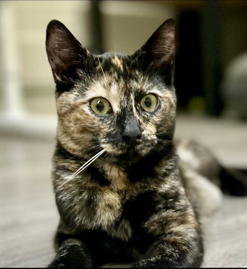 Cricket, Young Tortoiseshell (short coat), cat for adoption in San Buenaventura (Ventura), California