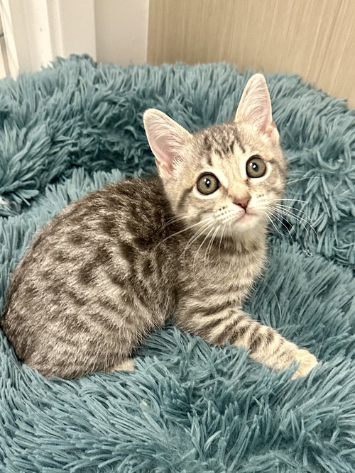 Scamp, an adoptable Tabby in Westlake Village, CA