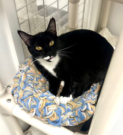 Melody and Tempo, Young Tuxedo (short coat), cat for adoption in San Buenaventura (Ventura), California