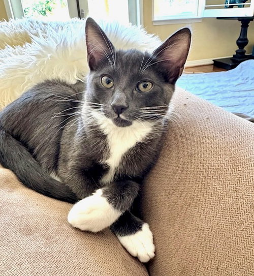 Tempo, an adoptable Tuxedo in Westlake Village, CA