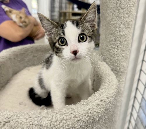 Smudge, Baby Tabby (short coat), cat for adoption in San Buenaventura (Ventura), California