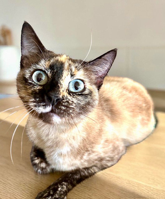 Mishu