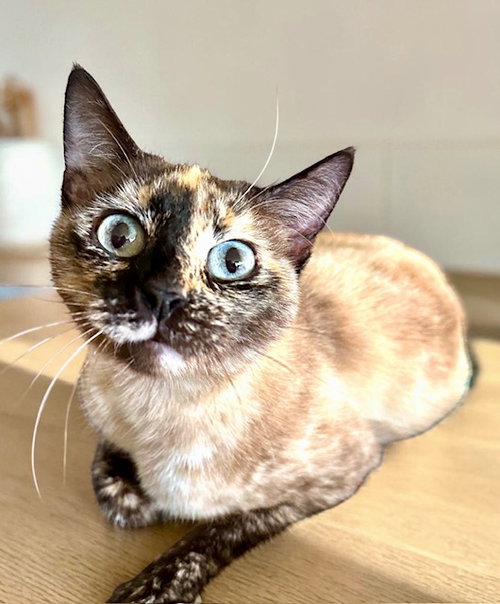 Mishu, an adoptable Siamese in Westlake Village, CA