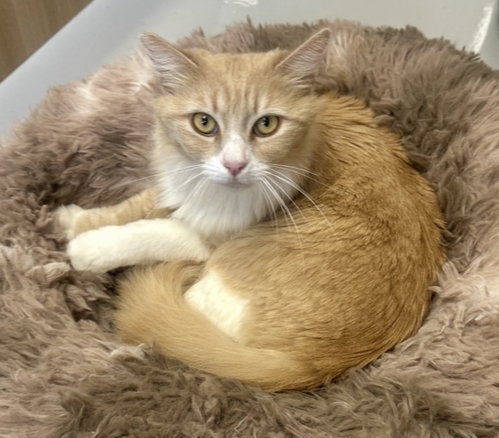 Fluffy, an adoptable Domestic Long Hair in Westlake Village, CA