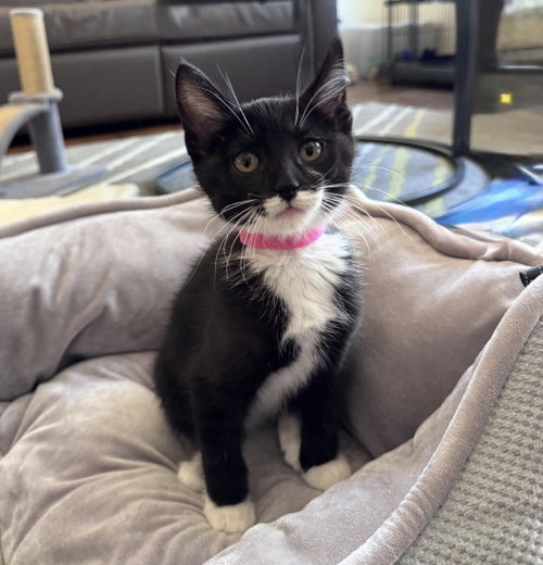 Elvis, an adoptable Tuxedo in Westlake Village, CA