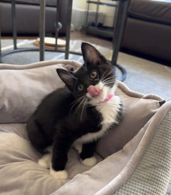 Elvis