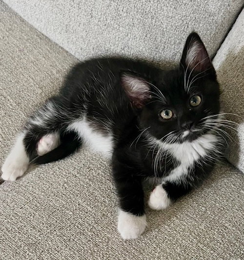 Monroe, an adoptable Tuxedo in Westlake Village, CA