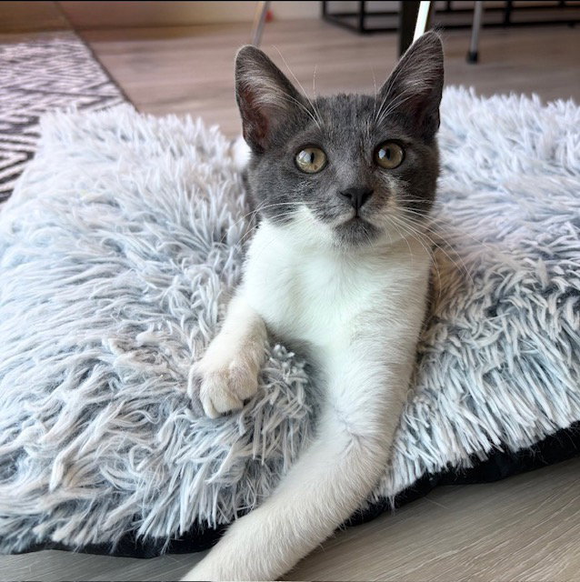 Mochi