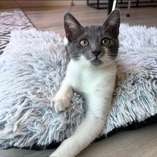 Mochi